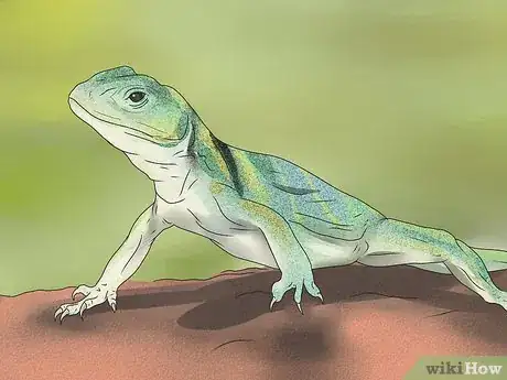 Image titled Feed a Lizard Step 1