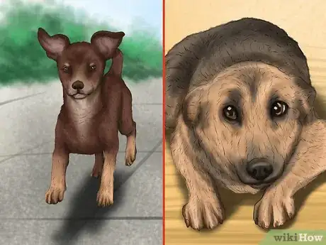 Image titled Handle a Little Dog with a Big Attitude Step 1