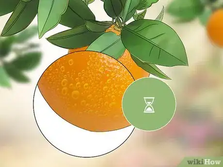 Image titled Harvest Oranges Step 10