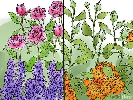 Image titled Choose Companion Plants for Roses Step 6