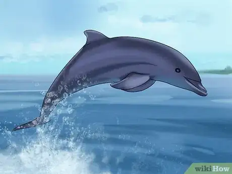 Image titled Identify a New Zealand Dolphin Step 16