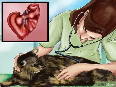 Image titled Give Selective Serotonin Reuptake Inhibitors to a Cat Step 2