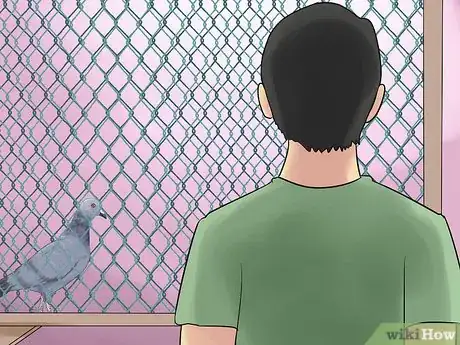 Image titled Tame Pigeons to Be out of Cage Permanently Step 13