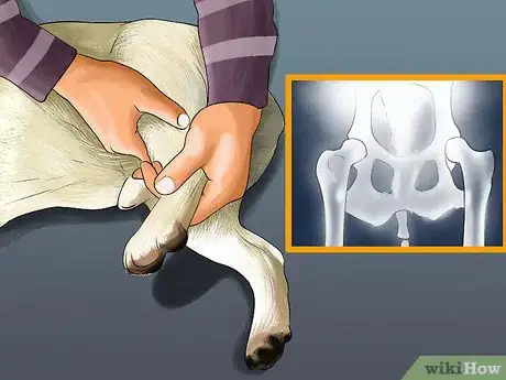 Image titled Watch a Dog for Stiff or Limp Movements Step 2
