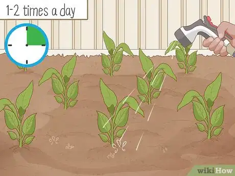 Image titled Plant Uala Step 8