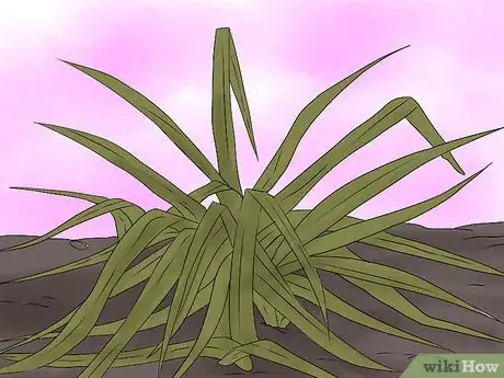 Image titled Keep Narcissus Bulbs After Flowering Step 1