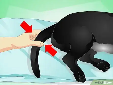 Image titled Give Your Dog a Massage Step 9