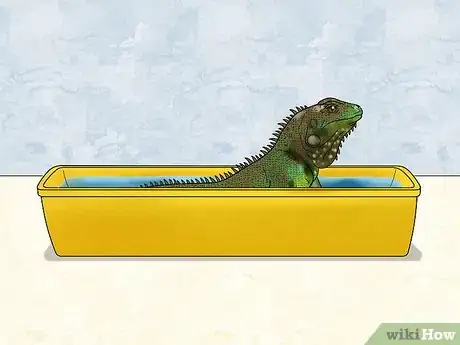 Image titled Let Your Green Iguana Free Roam Step 4