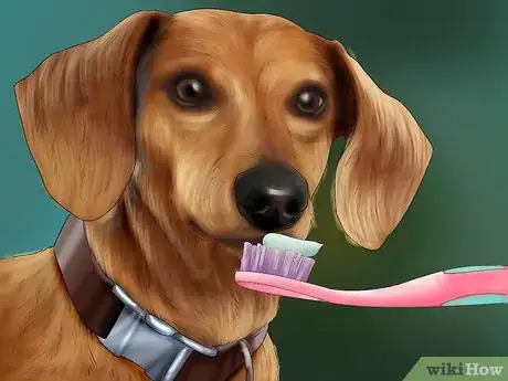 Image titled Help an Emotionally Disturbed Dog Step 4