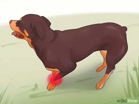 Image titled Diagnose Arthritis in Rottweilers Step 1