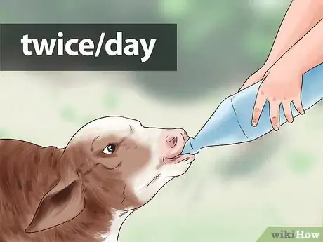 Image titled Raise Calves Step 11