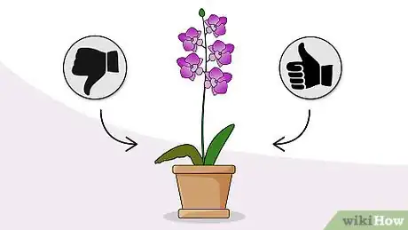 Image titled Choose an Orchid Plant Step 11