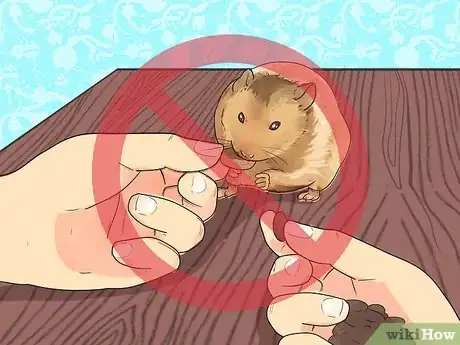 Image titled Feed Dwarf Hamsters Step 11