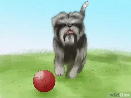 Image titled Identify an Affenpinscher Step 9
