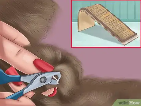 Image titled Care for a Pixiebob Cat Step 5