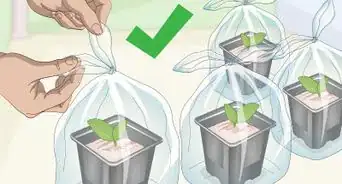 Propagate African Violets