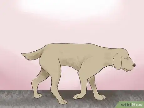 Image titled Watch for Signs of Illness in Senior Dogs Step 5