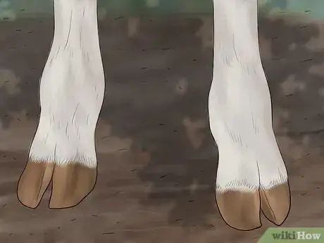 Image titled Judge Heifers Step 3