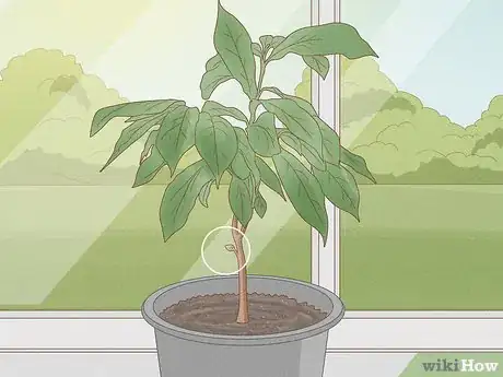 Image titled Grow Pawpaws Step 11