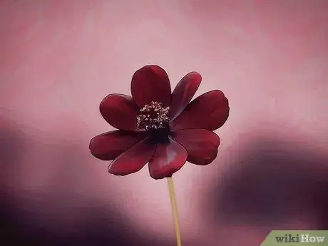 Image titled Grow Cosmos Flowers Step 2