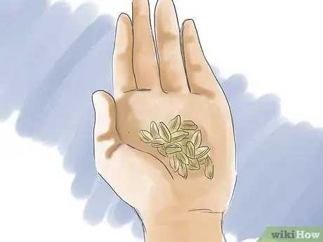 Image titled Grow Angelica Step 1