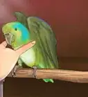 Care for a Pacific Parrotlet