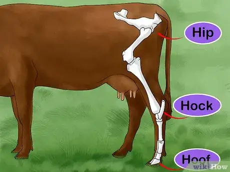 Image titled Judge Heifers Step 2