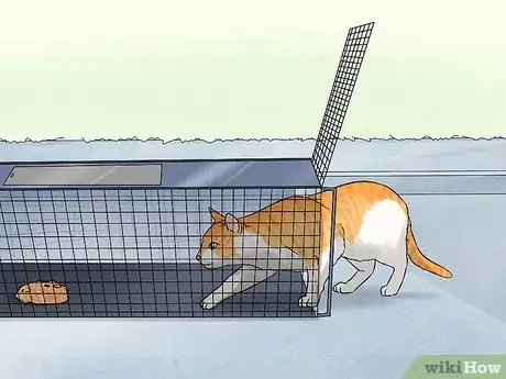 Image titled Identify and Help Feral and Stray Cats Step 10
