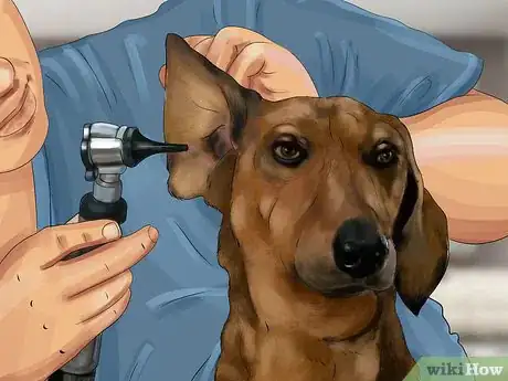 Image titled Treat Fever in Dogs Step 10