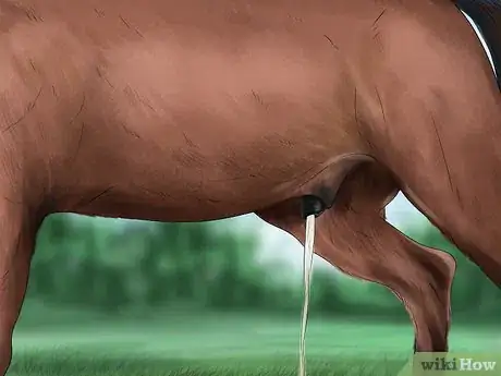 Image titled Spot Early Signs of Lameness in Horses Step 4