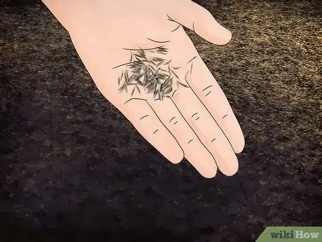 Image titled Grow Cosmos Flowers Step 7