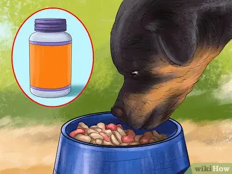 Image titled Treat Osteochondrosis Dissecans in Rottweilers Step 4