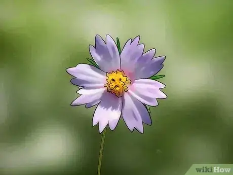 Image titled Grow Cosmos Flowers Step 3