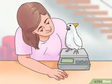 Image titled Deal with Obesity in Cockatoos Step 12