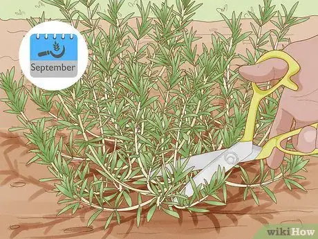 Image titled Harvest Tarragon Step 1