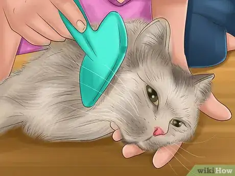 Image titled Care for a Pixiebob Cat Step 4