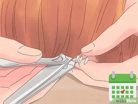 Image titled Care for a Coronet Guinea Pig Step 9