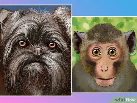 Image titled Identify an Affenpinscher Step 2