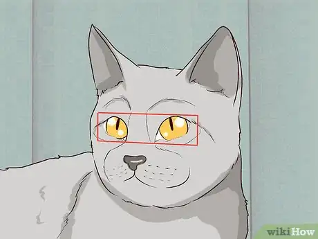 Image titled Figure Out Your Cat's Mood Step 18
