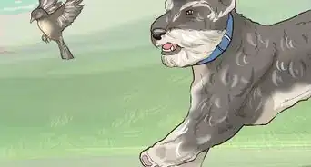 Identify a Miniature Schnauzer