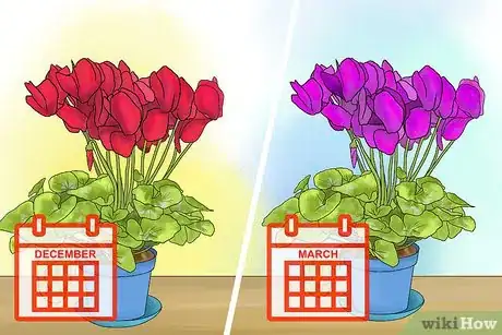 Image titled Care for Cyclamen Plants Step 5