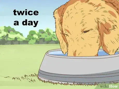 Image titled Keep Birds Away from Dog Food Step 1