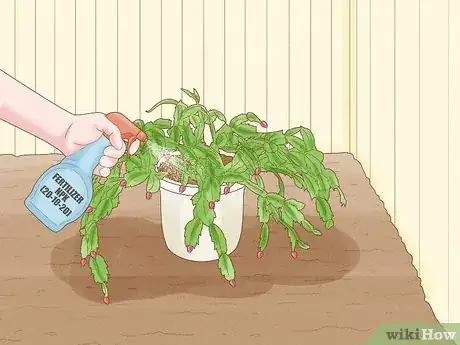 Image titled Get a Christmas Cactus to Bloom Step 3