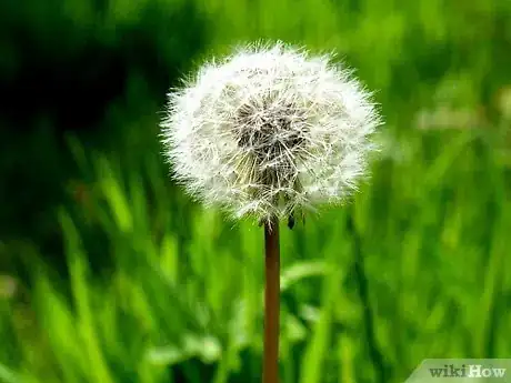 Image titled Practice Compassion Meditation Step 1