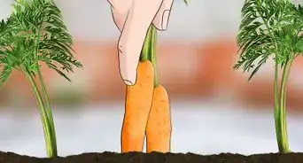 Grow Vegetables in Winter