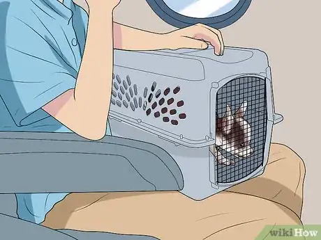 Image titled Fly Internationally With a Dog Step 16