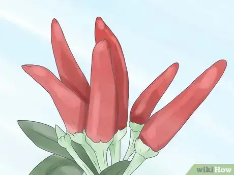 Image titled Protect Your Home and Garden from Elephants Step 1