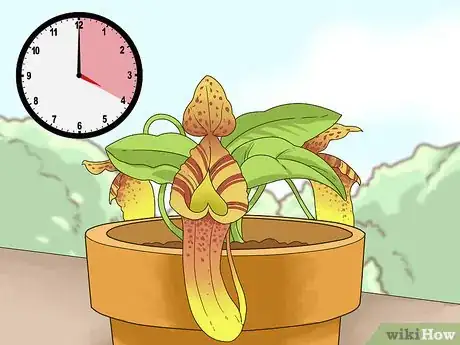 Image titled Care for Nepenthes (Tropical Pitcher Plants) Step 3