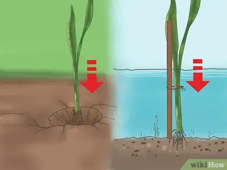 Image titled Grow Snake Grass Step 2