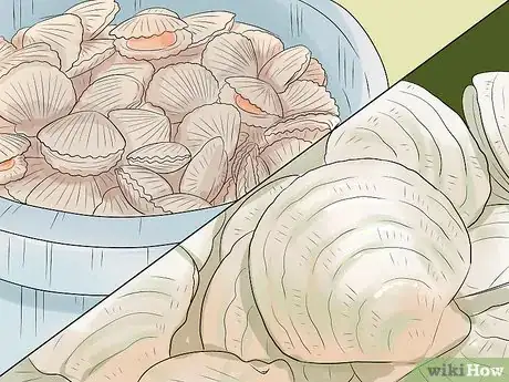 Image titled Go Scalloping Step 1